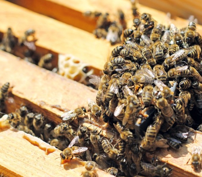 Reproductie koninginnen