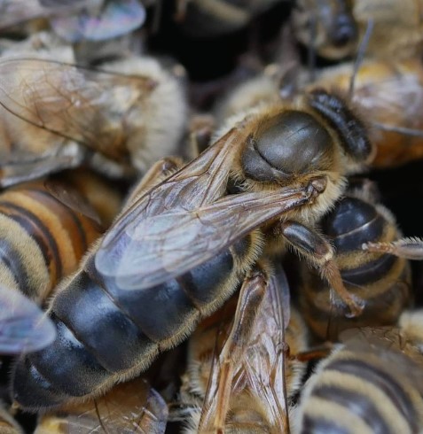 This image for Image Layouts addon